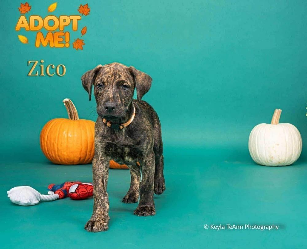 Enlarge Zico, a Adoptable mixed breed in Statesboro, GA image 3/4