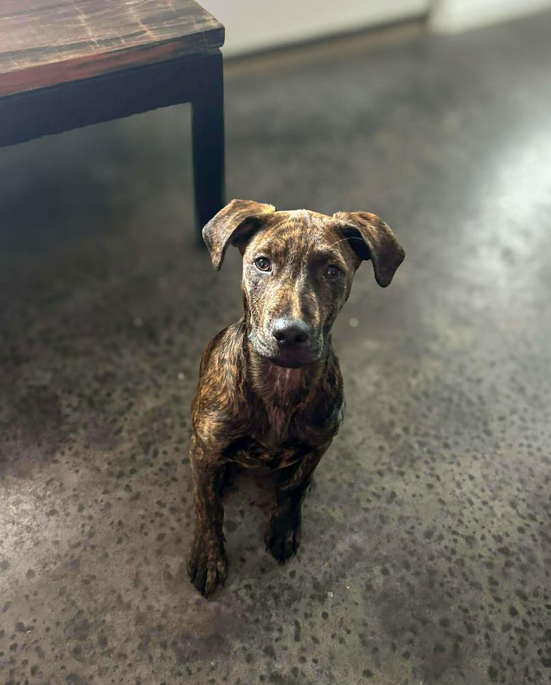 Enlarge Zico, a Adoptable mixed breed in Statesboro, GA image 4/4
