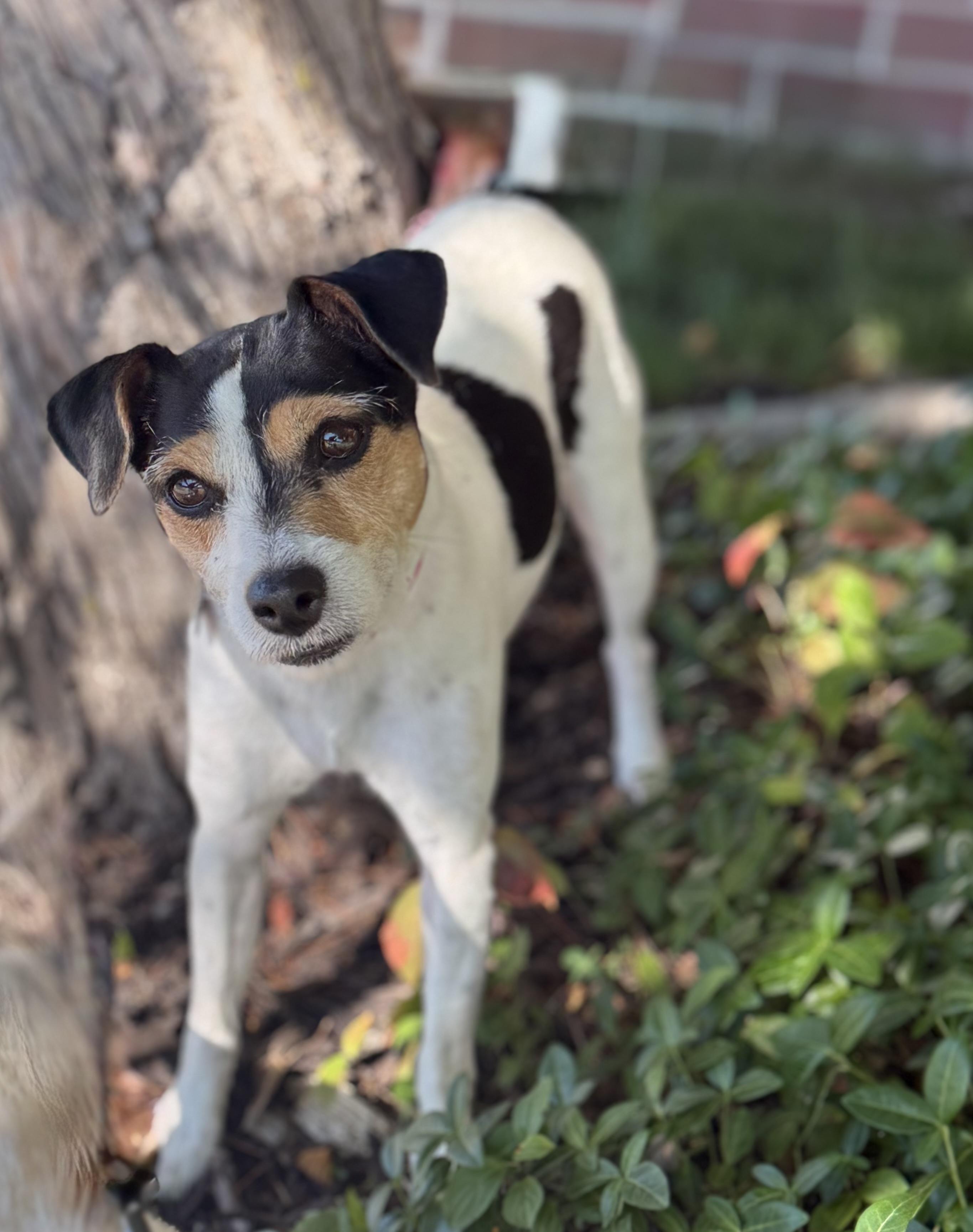 Ladybug (Lexi), ADOPTABLE, Adult Female Jack Russell Terrier.