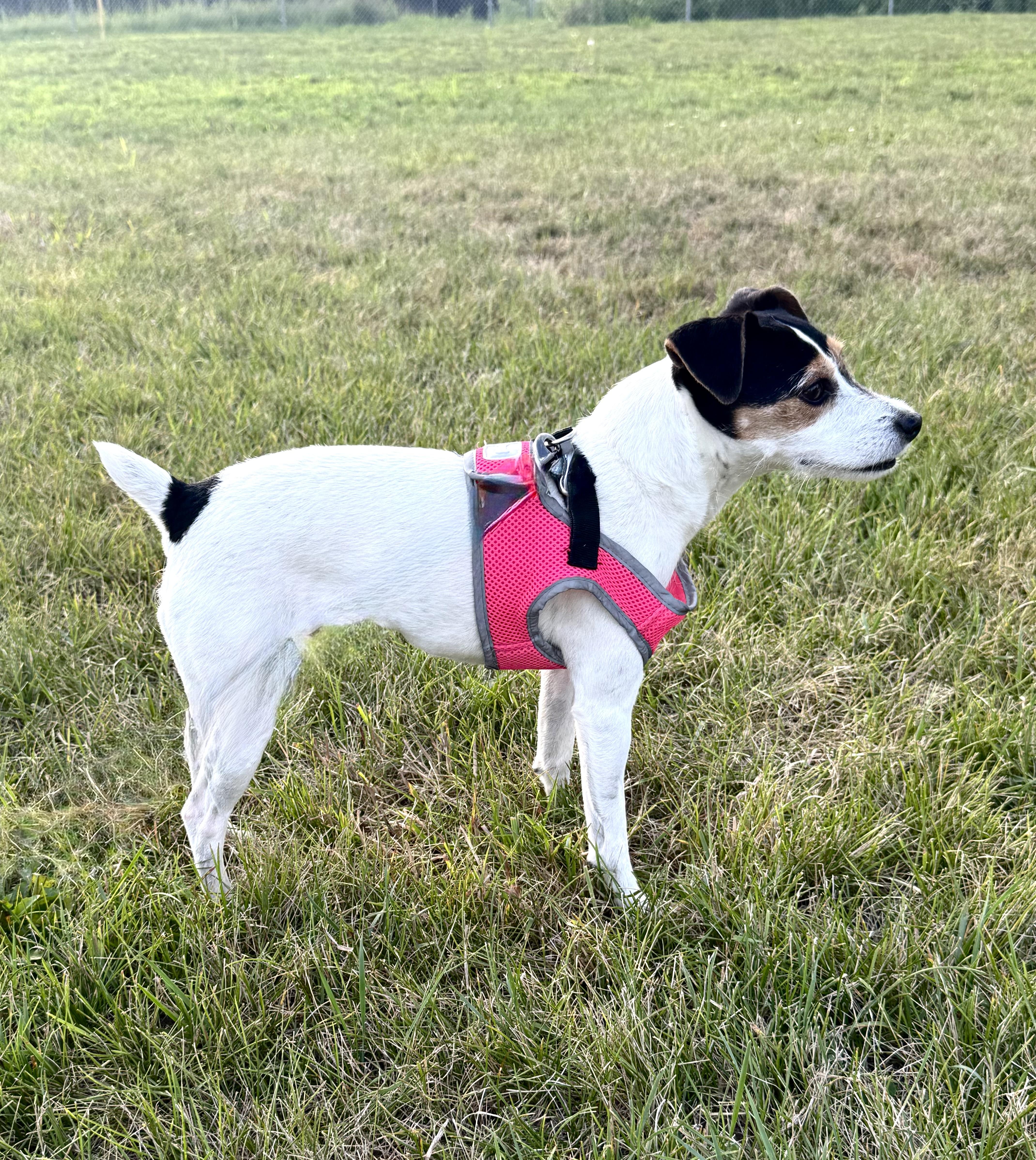 Ladybug (Lexi), a ADOPTABLE Jack Russell Terrier in St. Paul, MN image 3/4