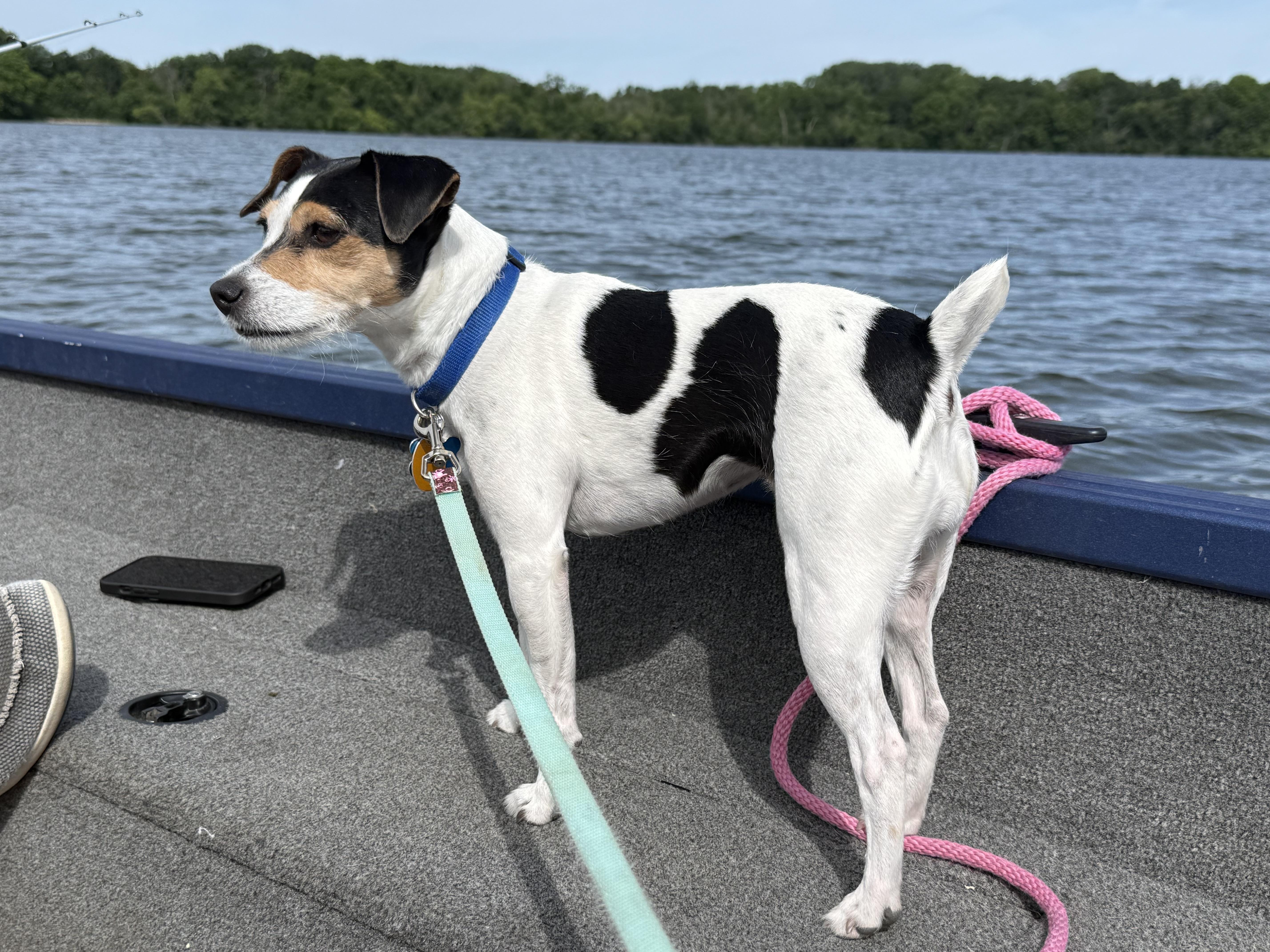 Ladybug (Lexi), a ADOPTABLE Jack Russell Terrier in St. Paul, MN image 4/4