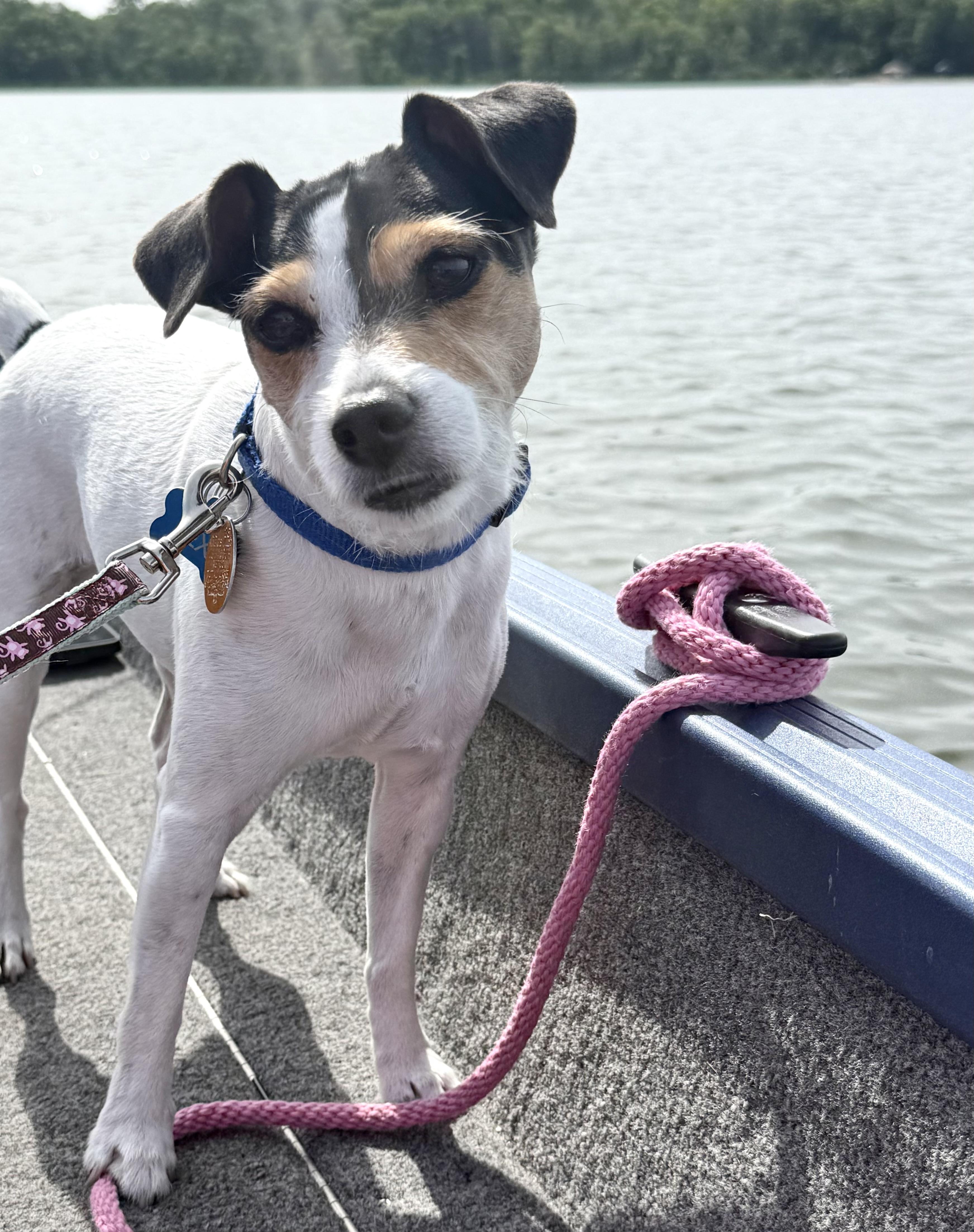 Ladybug (Lexi), a ADOPTABLE Jack Russell Terrier in St. Paul, MN image 2/4