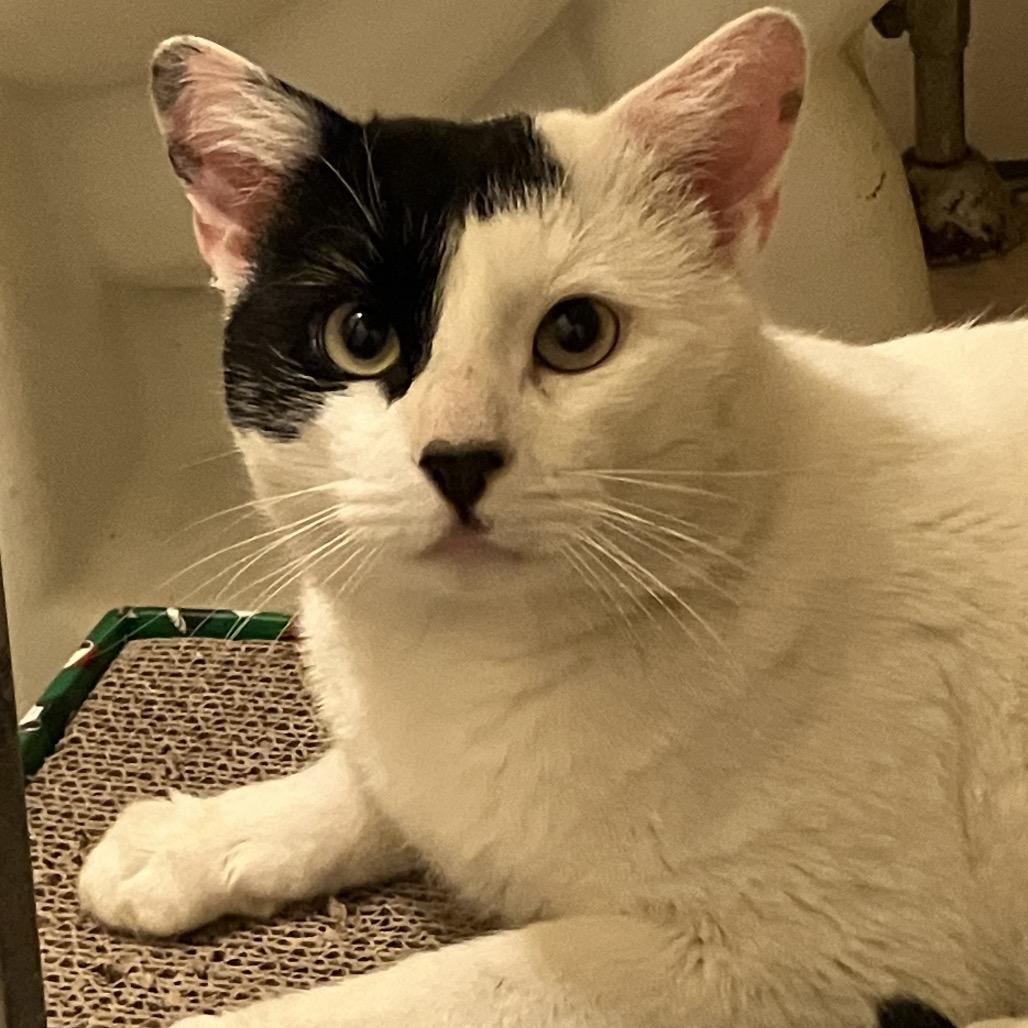 Panda, Adoptable, Adult Male Domestic Short Hair.