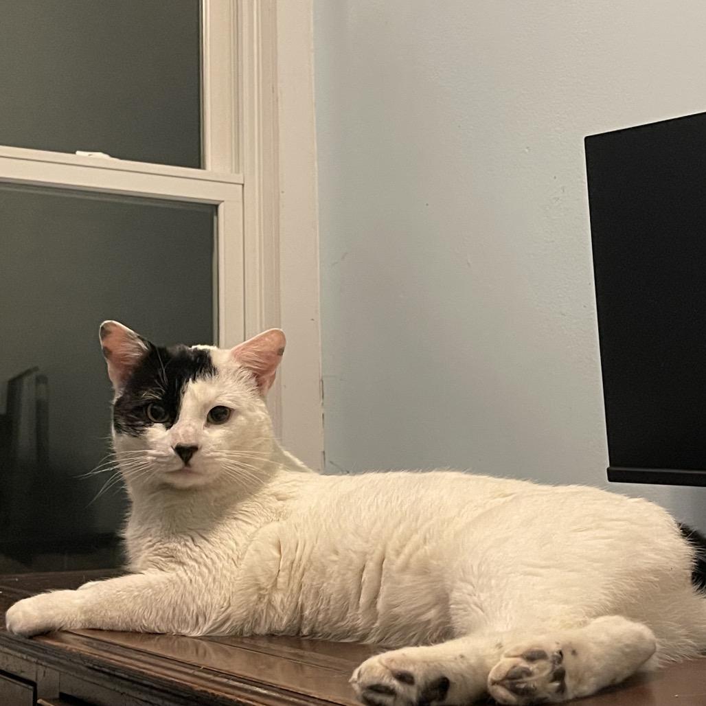 Enlarge Panda, a Adoptable Domestic Short Hair in Westport, CT image 2/5