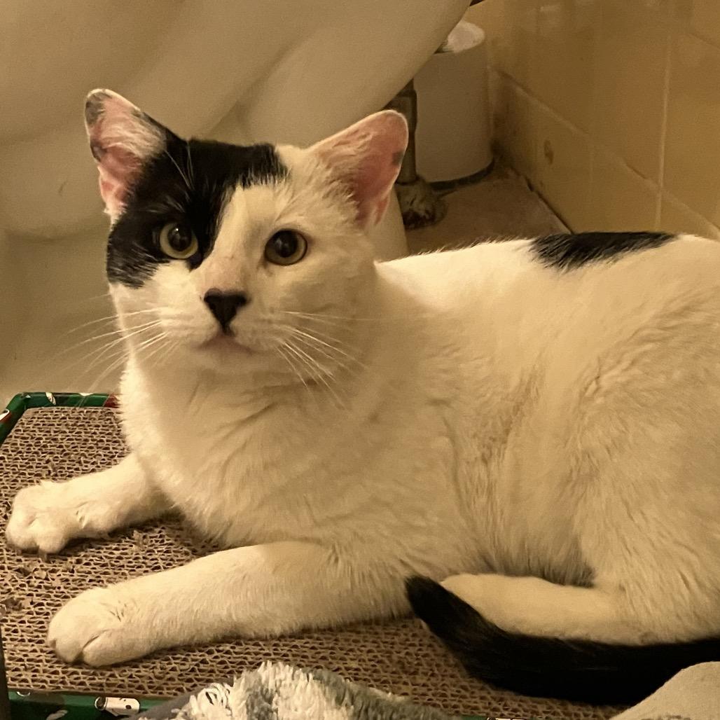 Enlarge Panda, a Adoptable Domestic Short Hair in Westport, CT image 3/5