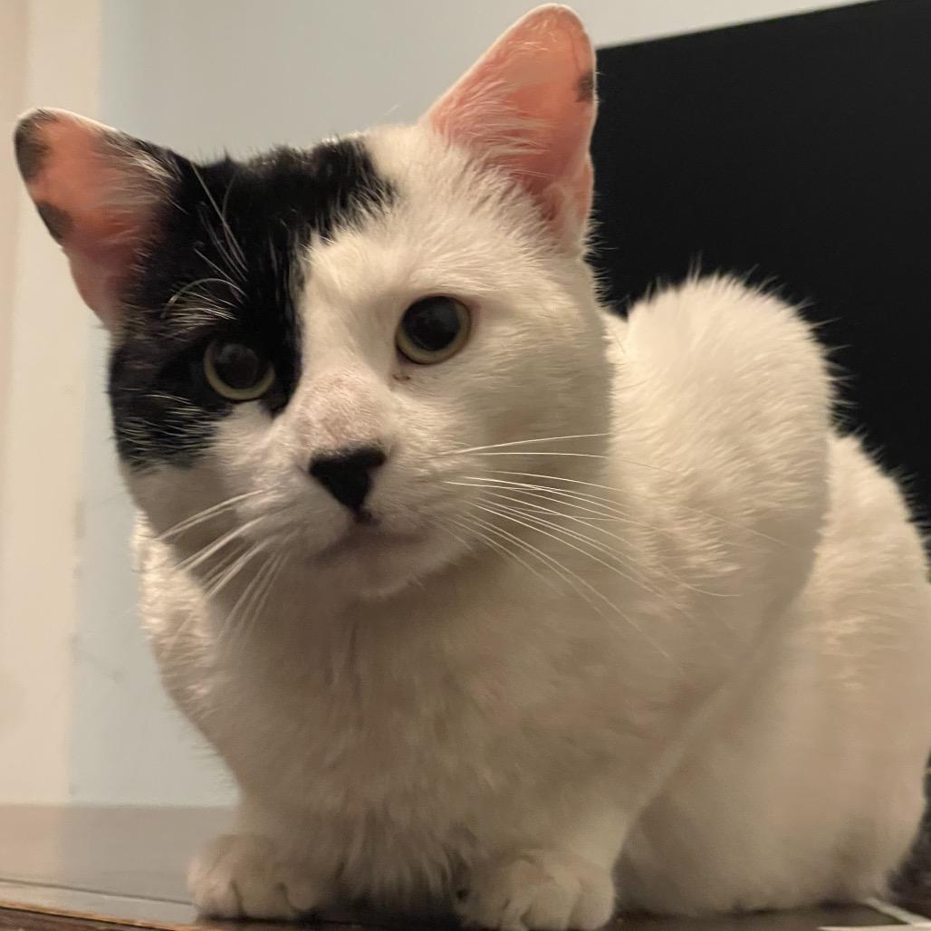 Enlarge Panda, a Adoptable Domestic Short Hair in Westport, CT image 4/5