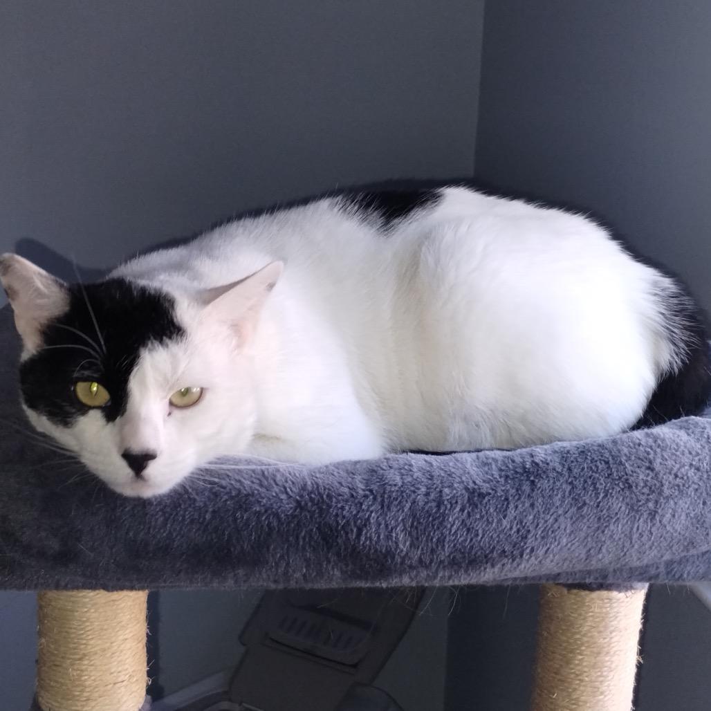 Enlarge Panda, a Adoptable Domestic Short Hair in Westport, CT image 5/6