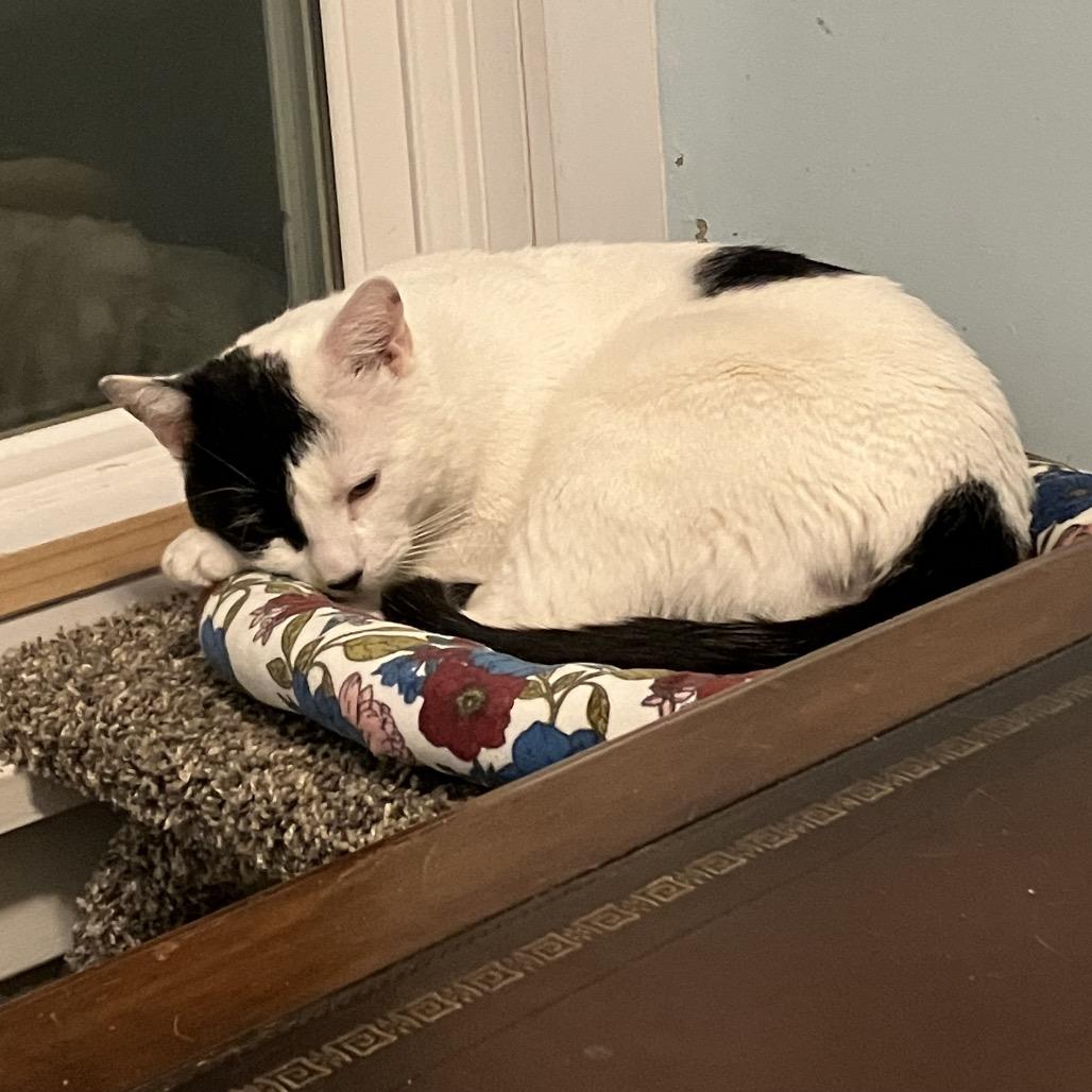 Enlarge Panda, a Adoptable Domestic Short Hair in Westport, CT image 5/5