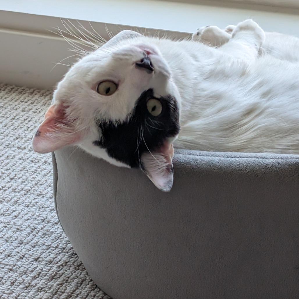 Enlarge Panda, a Adoptable Domestic Short Hair in Westport, CT image 6/6