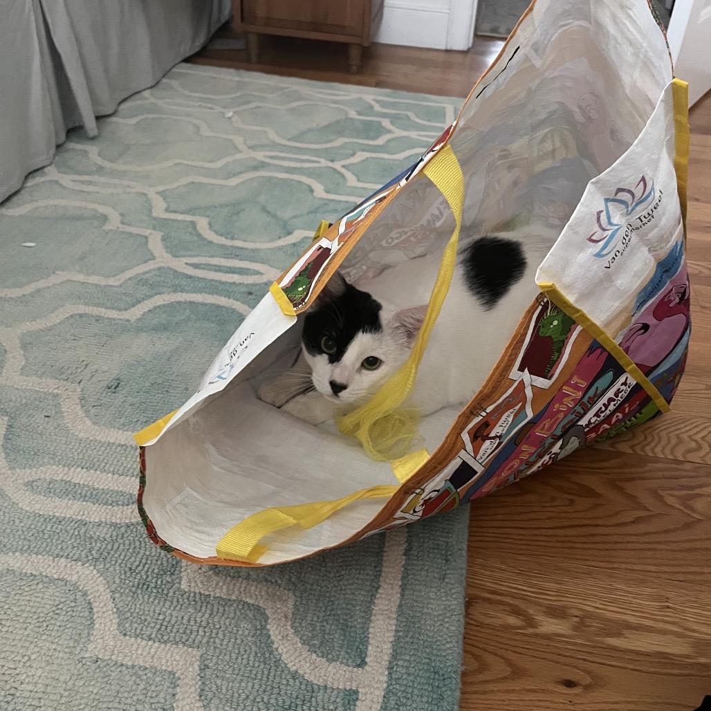 Panda, a Adoptable Domestic Short Hair in Westport, CT image 6/6