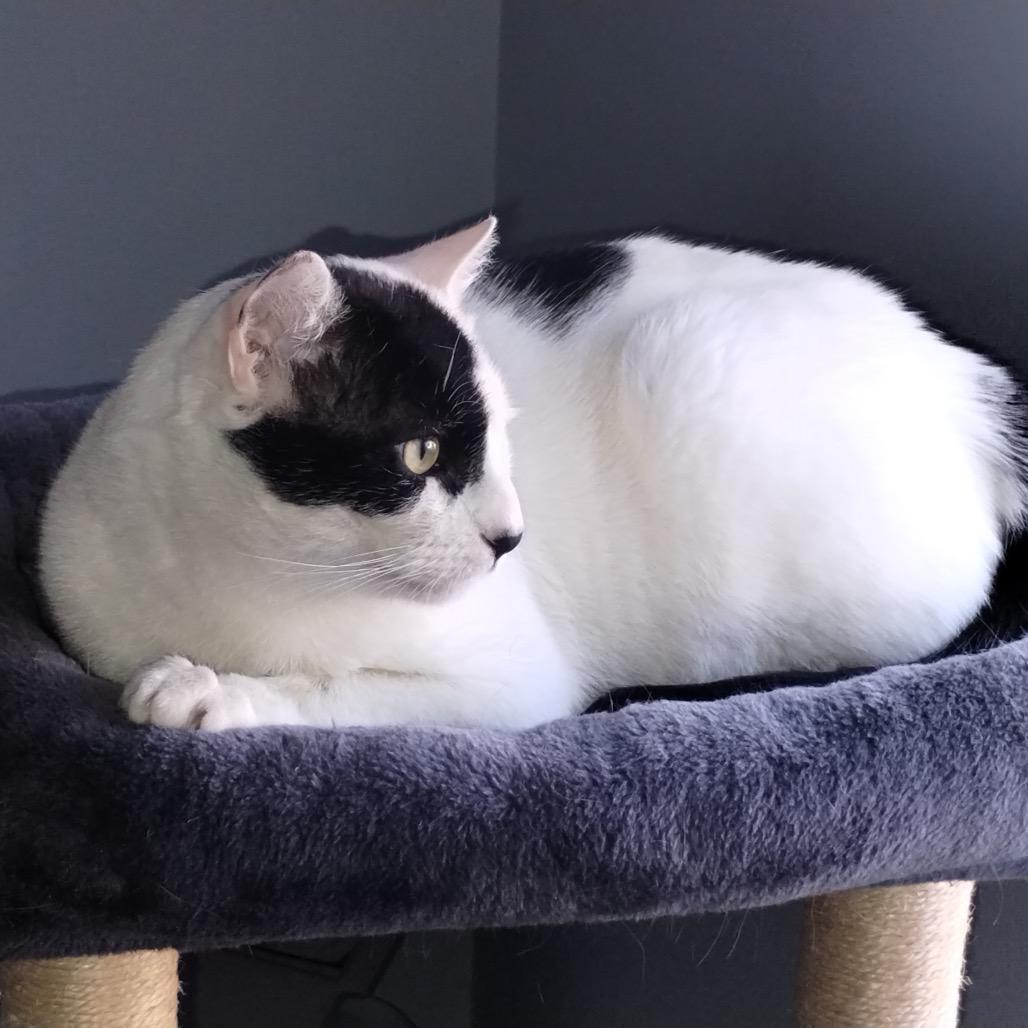 Enlarge Panda, a Adoptable Domestic Short Hair in Westport, CT image 6/6