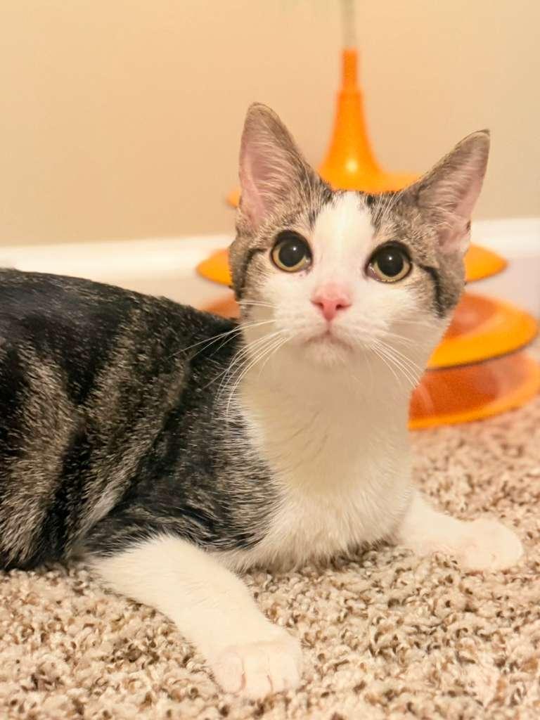 Fred, Adoptable, Kitten Male Domestic Short Hair.