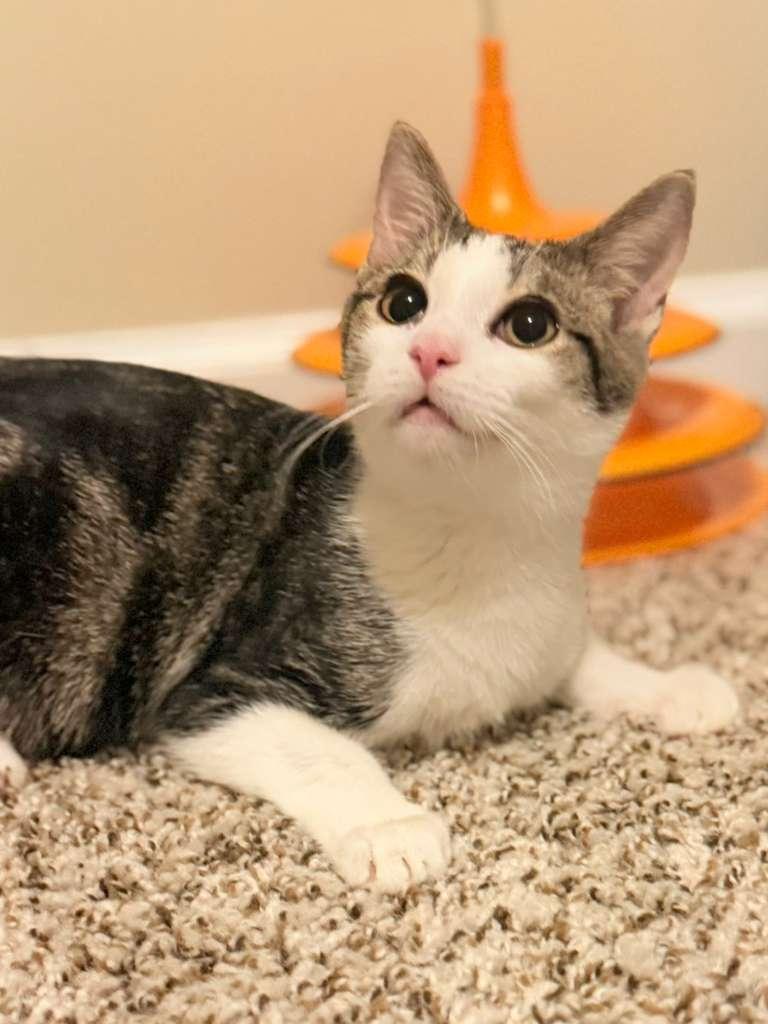 Fred, a Adoptable Domestic Short Hair in Richmond, KY image 2/3