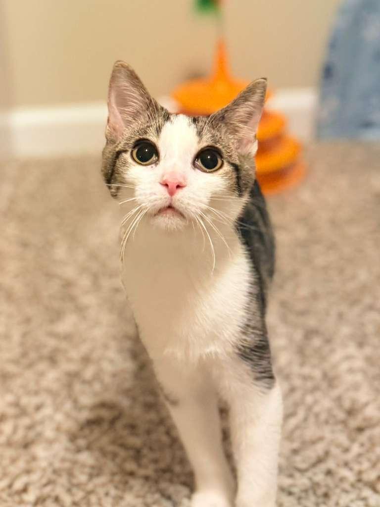 Fred, a Adoptable Domestic Short Hair in Richmond, KY image 3/3