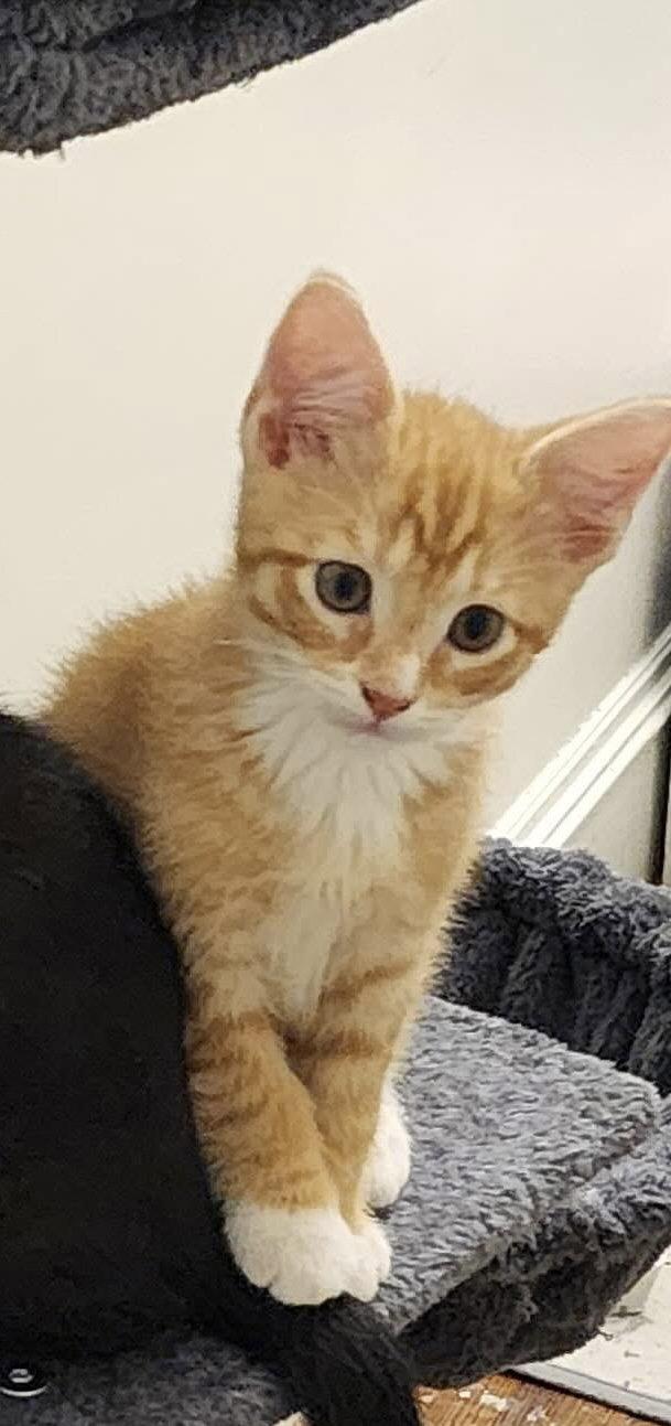 George, Adopted, Kitten Male Domestic Short Hair.