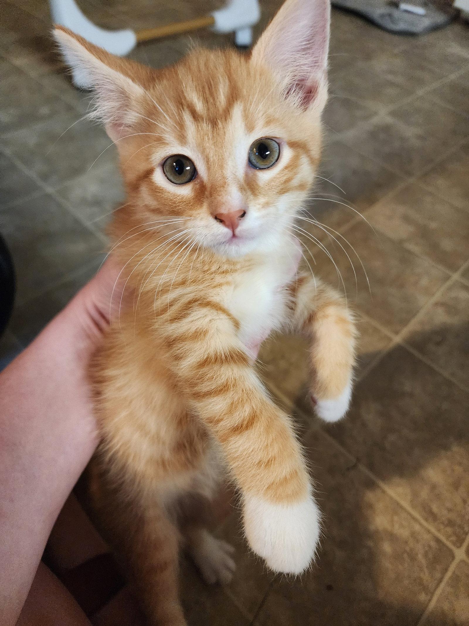 George, a Adopted Domestic Short Hair in Roxboro, NC image 2/3