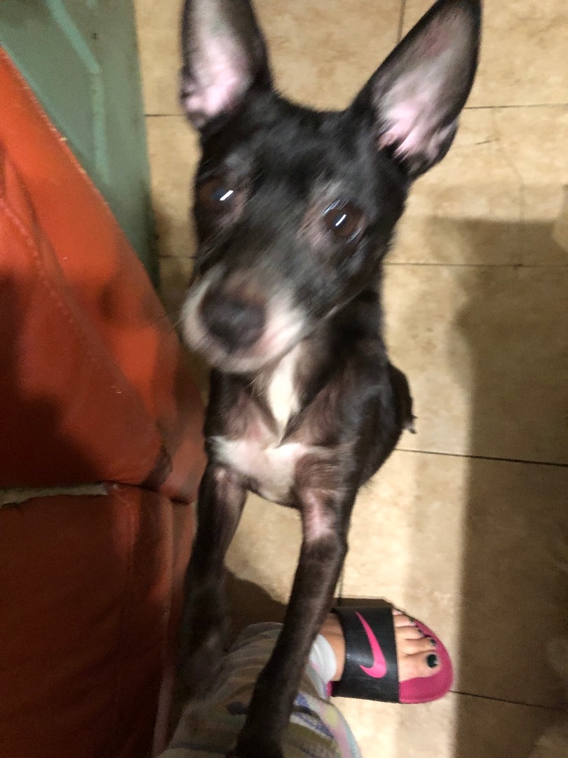 Gigi, Adoptable, Adult Female Chihuahua.