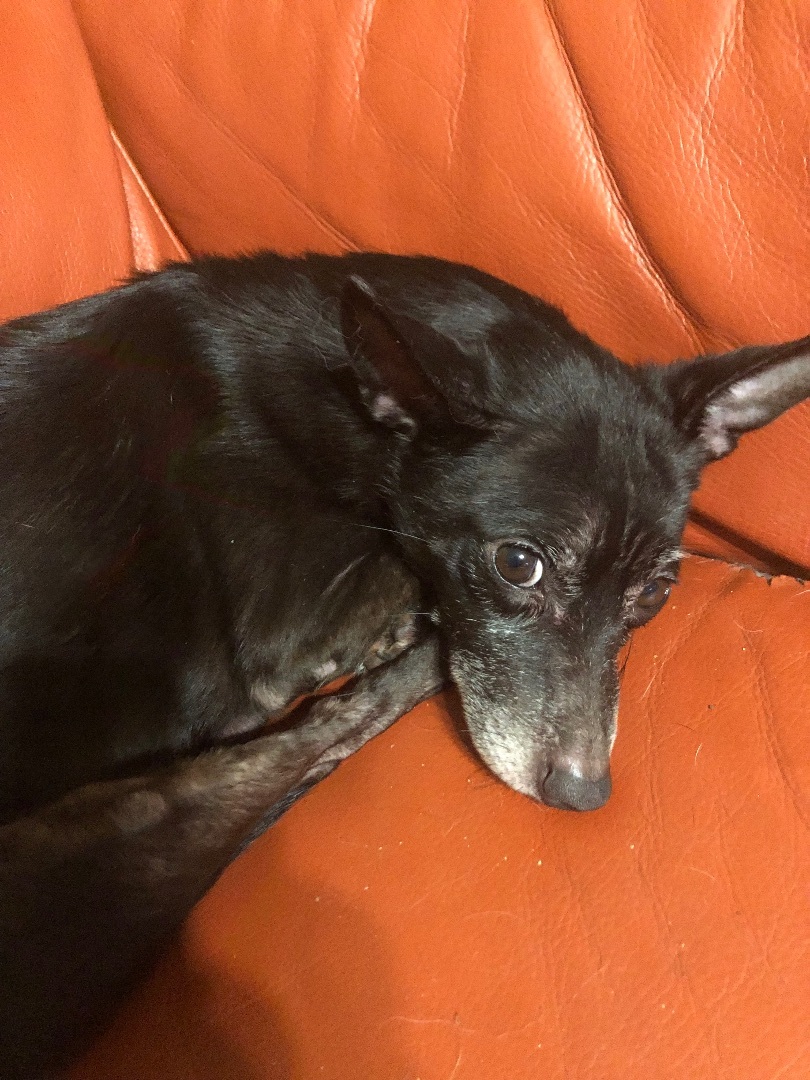 Enlarge Gigi, a Adoptable mixed breed in Far Rockaway, NY image 2/3