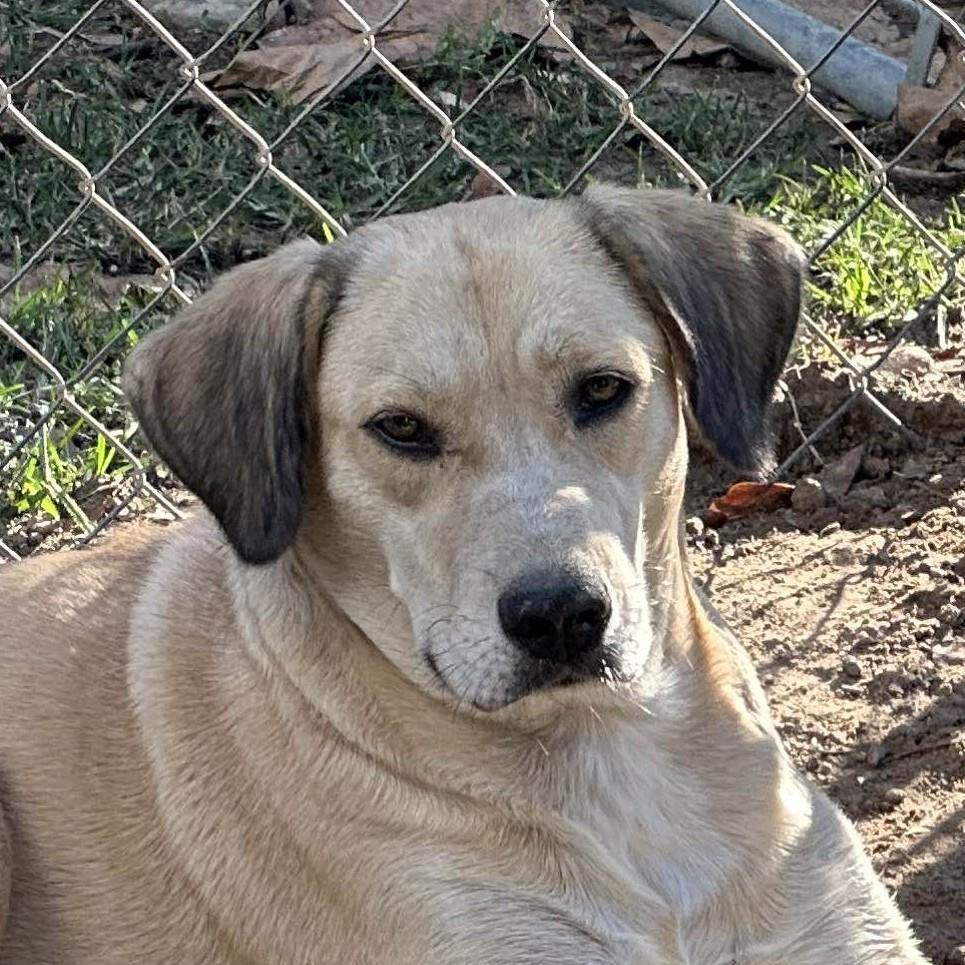 Enlarge Alison, a Adoptable Labrador Retriever in Locust Fork, AL image 1/3