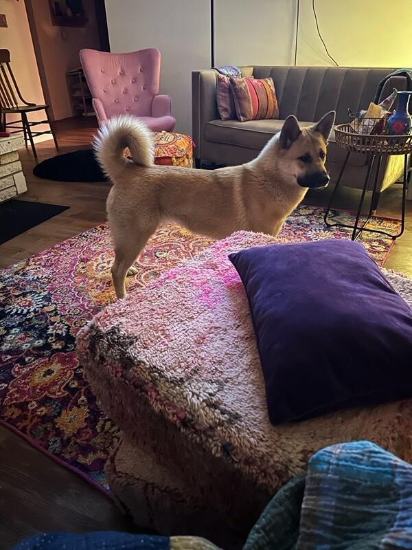 Sansa - Courtesy Listing see info for contact, a ADOPTABLE mixed breed in Polson, MT image 4/4