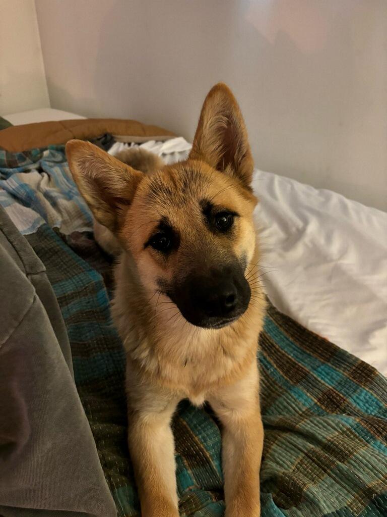 Sansa - Courtesy Listing see info for contact, ADOPTABLE, Adult Female Akita.