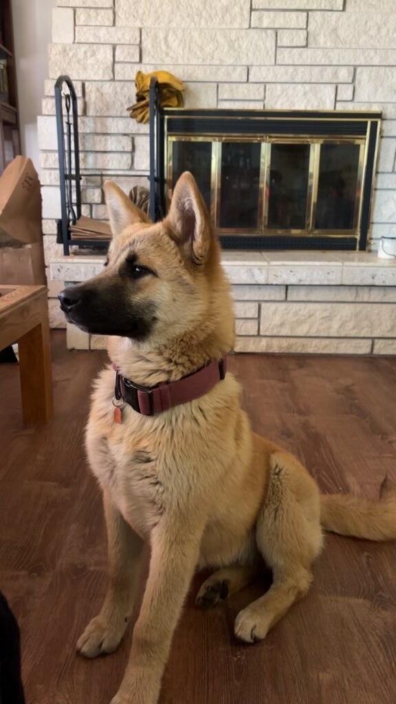 Sansa - Courtesy Listing see info for contact, a ADOPTABLE mixed breed in Polson, MT image 2/4