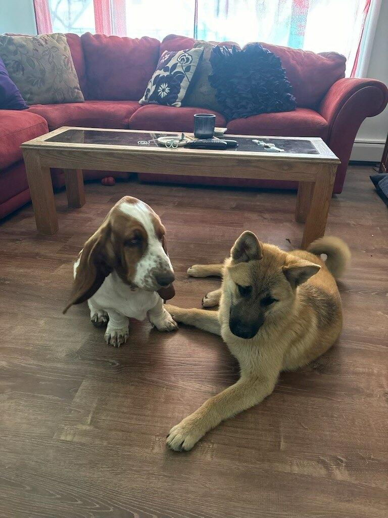 Sansa - Courtesy Listing see info for contact, a ADOPTABLE mixed breed in Polson, MT image 3/4