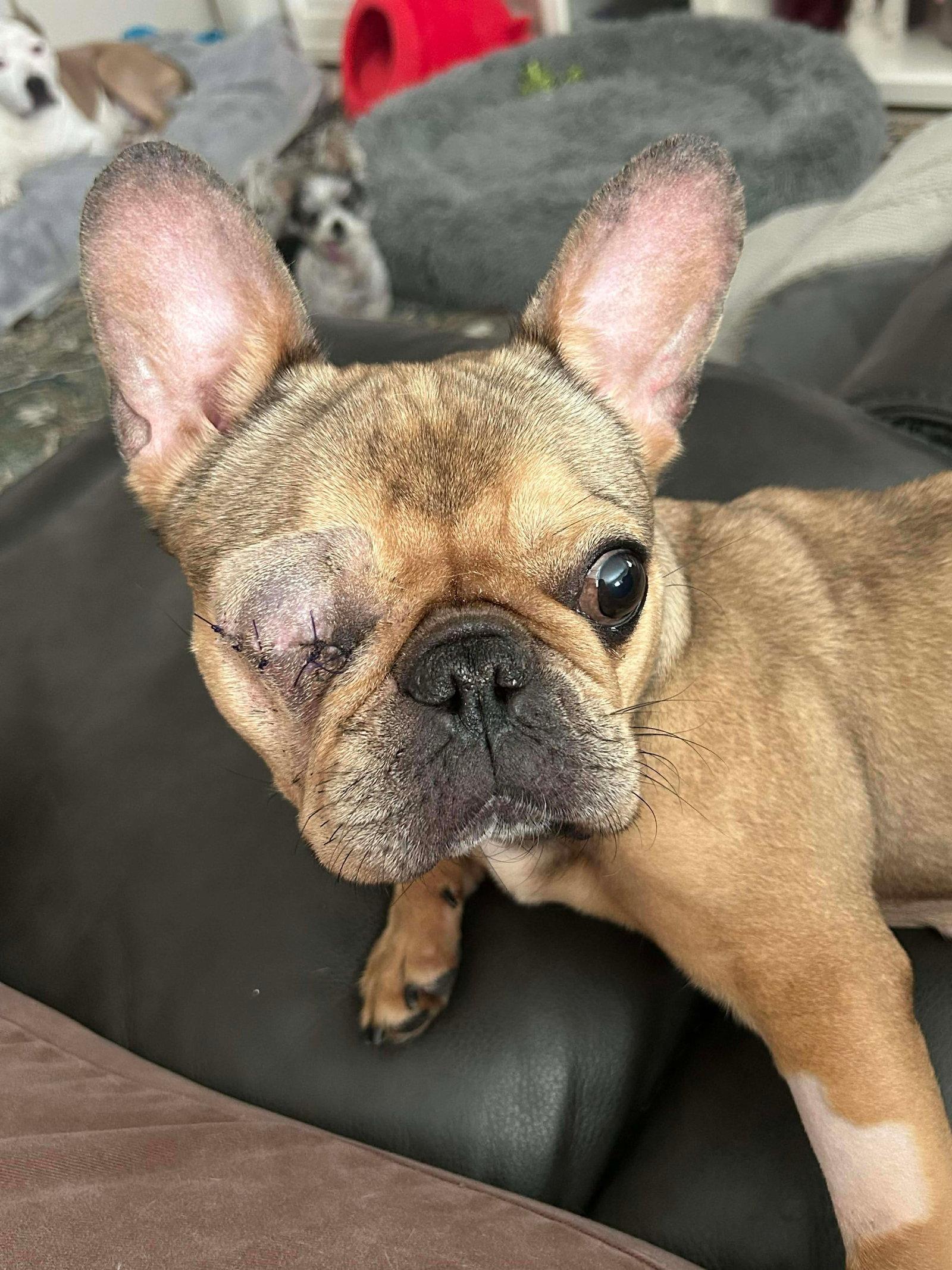 Enlarge Left Eye, a Adopted French Bulldog in Valrico, FL image 1/2