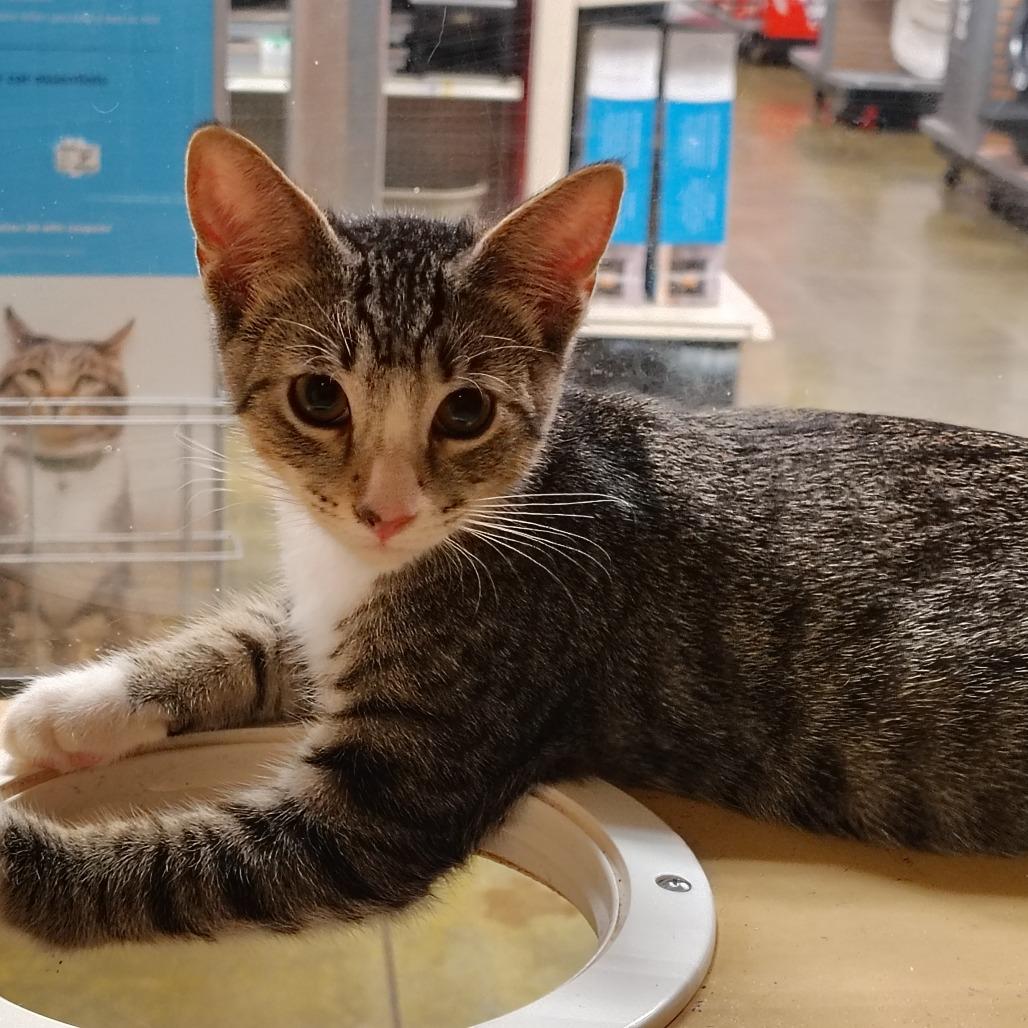 Enlarge Calvin, a Adoptable Domestic Short Hair in Yucaipa, CA image 1/1