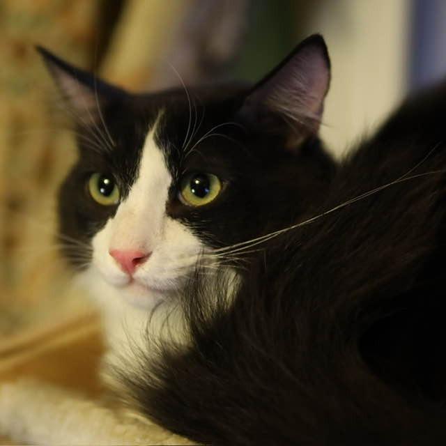 Enlarge Dominick, a Adoptable Domestic Short Hair in Tulsa, OK image 1/6