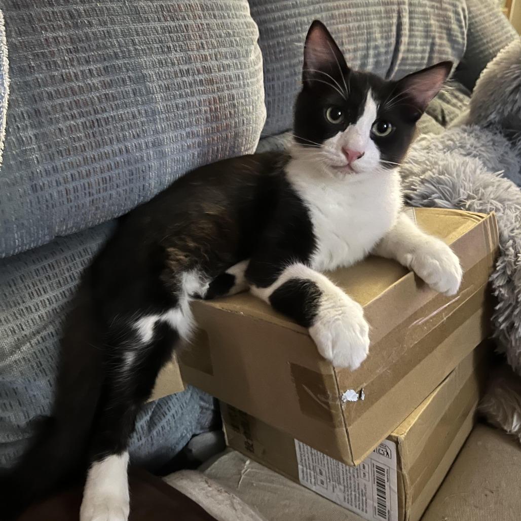 Dominick, Adoptable, Adult Male Domestic Short Hair.