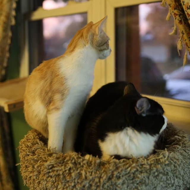 Enlarge Dominick, a Adoptable Domestic Short Hair in Tulsa, OK image 3/6