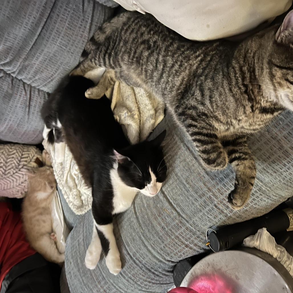 Enlarge Dominick, a Adoptable Domestic Short Hair in Tulsa, OK image 2/6