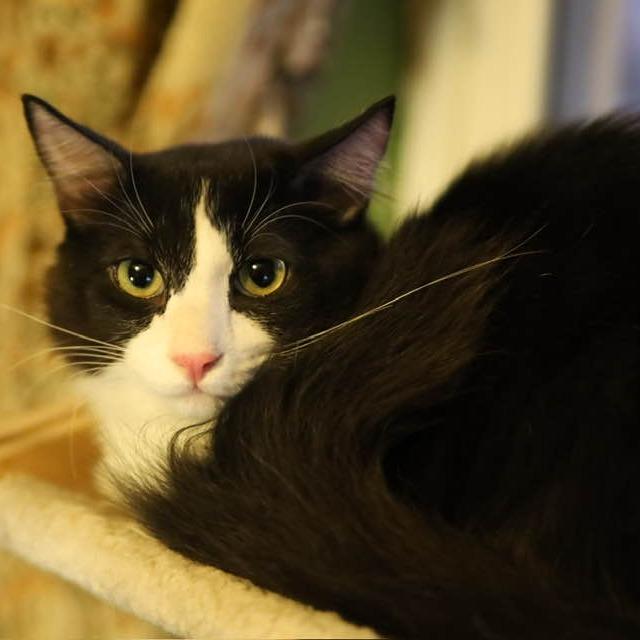 Enlarge Dominick, a Adoptable Domestic Short Hair in Tulsa, OK image 4/6