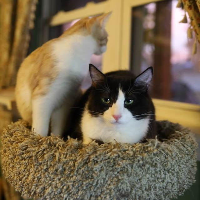 Enlarge Dominick, a Adoptable Domestic Short Hair in Tulsa, OK image 5/6