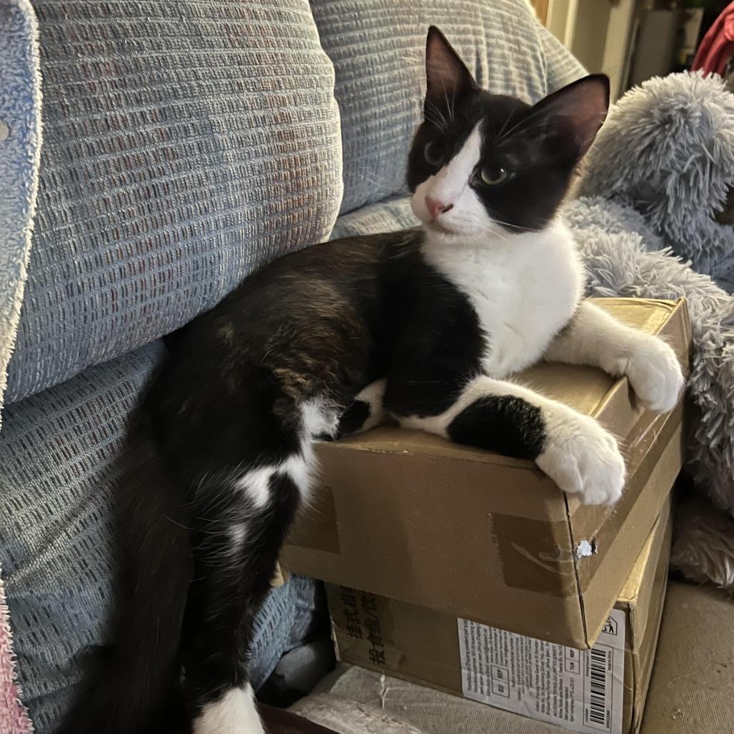 Enlarge Dominick, a Adoptable Domestic Short Hair in Tulsa, OK image 3/6