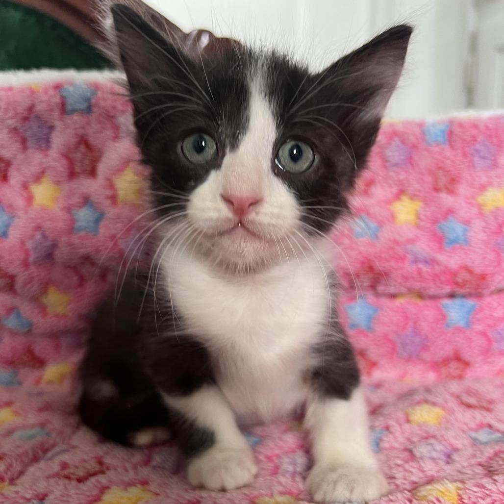 Enlarge Dominick, a Adoptable Domestic Short Hair in Tulsa, OK image 4/6