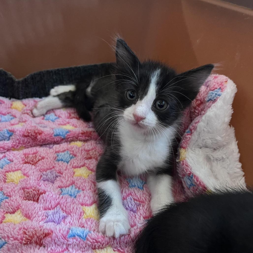 Enlarge Dominick, a Adoptable Domestic Short Hair in Tulsa, OK image 6/6