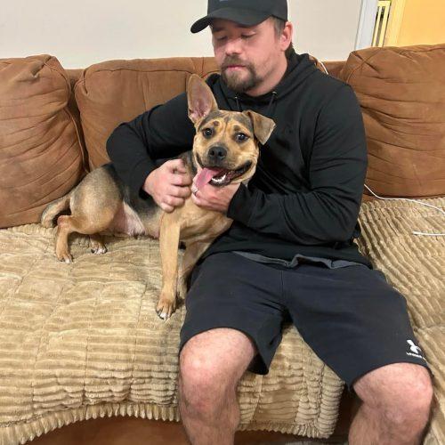 Maisey, Adoptable, Young Female American Staffordshire Terrier & Mixed Breed.