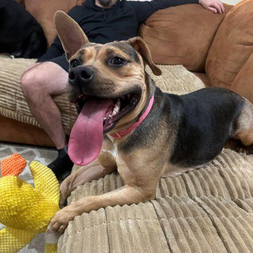 Enlarge Maisey, a Adoptable mixed breed in Georgetown, KY image 2/6