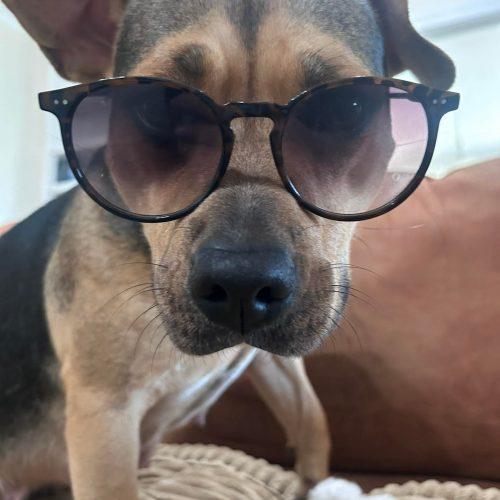 Enlarge Maisey, a Adoptable mixed breed in Georgetown, KY image 3/6