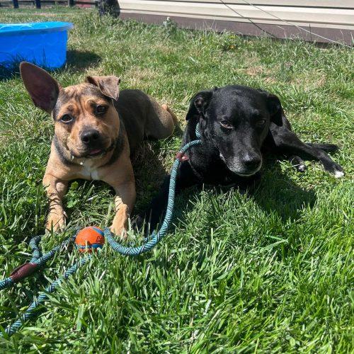 Enlarge Maisey, a Adoptable mixed breed in Georgetown, KY image 4/6