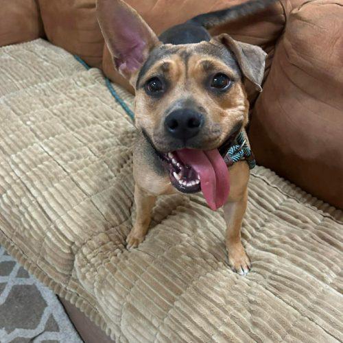 Enlarge Maisey, a Adoptable mixed breed in Georgetown, KY image 5/6