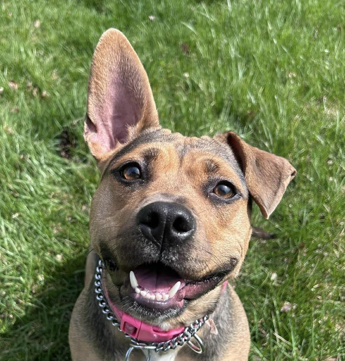 Enlarge Maisey, a Adoptable mixed breed in Georgetown, KY image 6/6