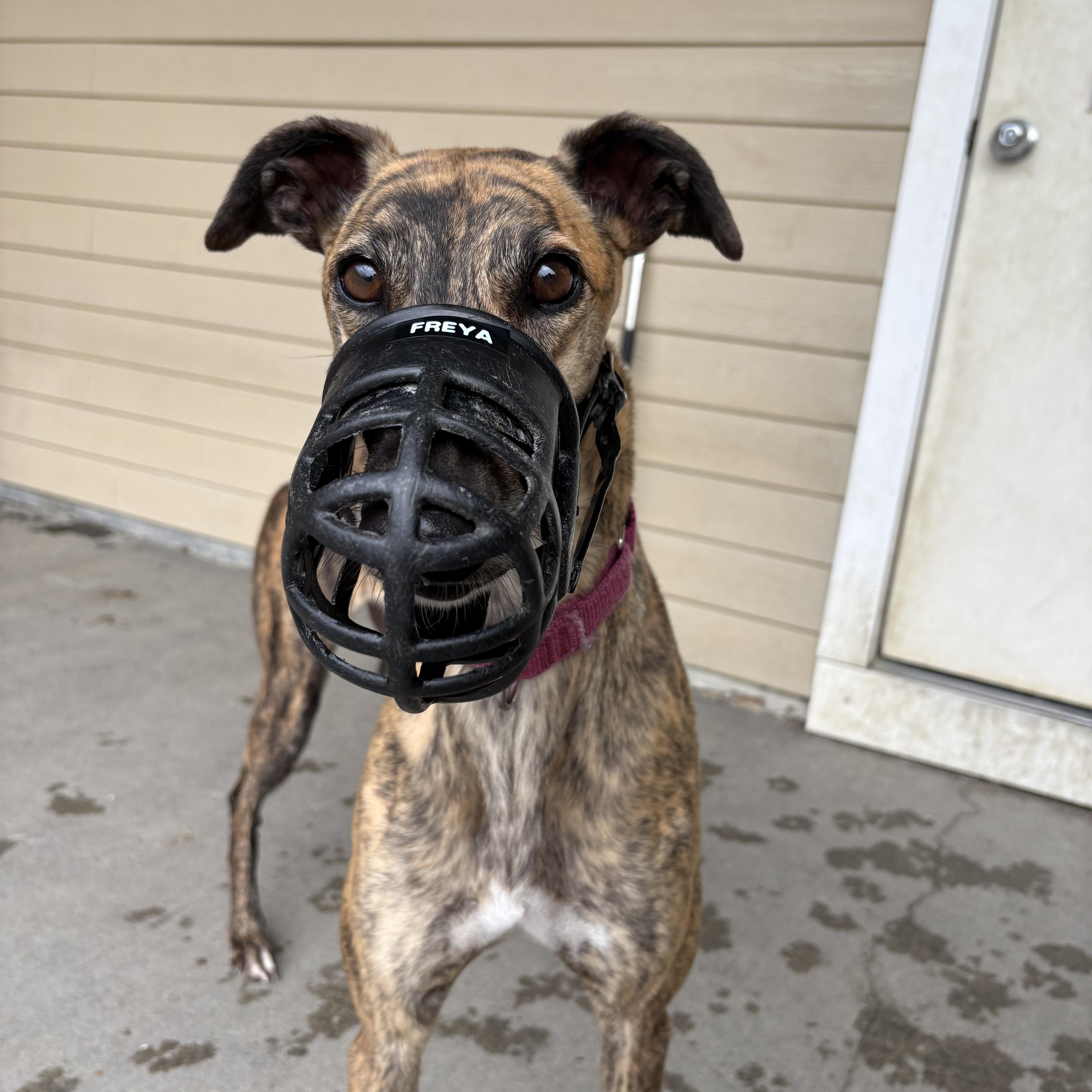 Enlarge Freya, an adopted Greyhound in Swanzey, NH image 3/3