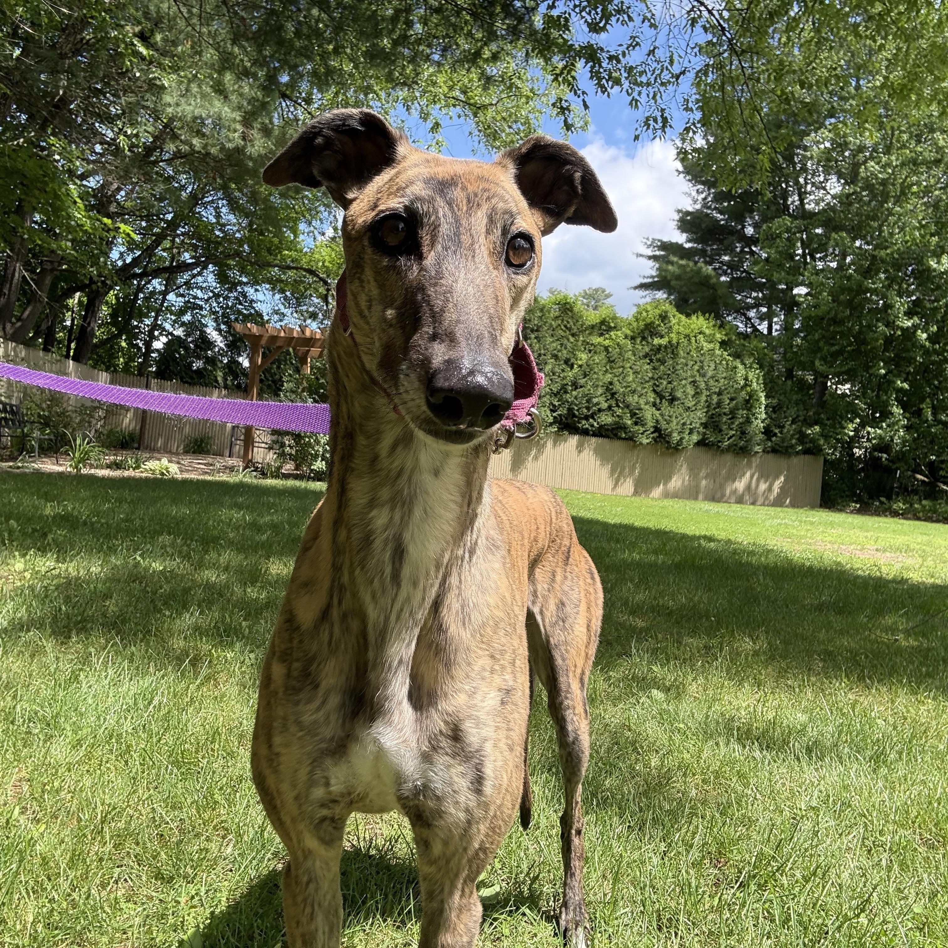 Freya, adopted, Adult Female Greyhound.