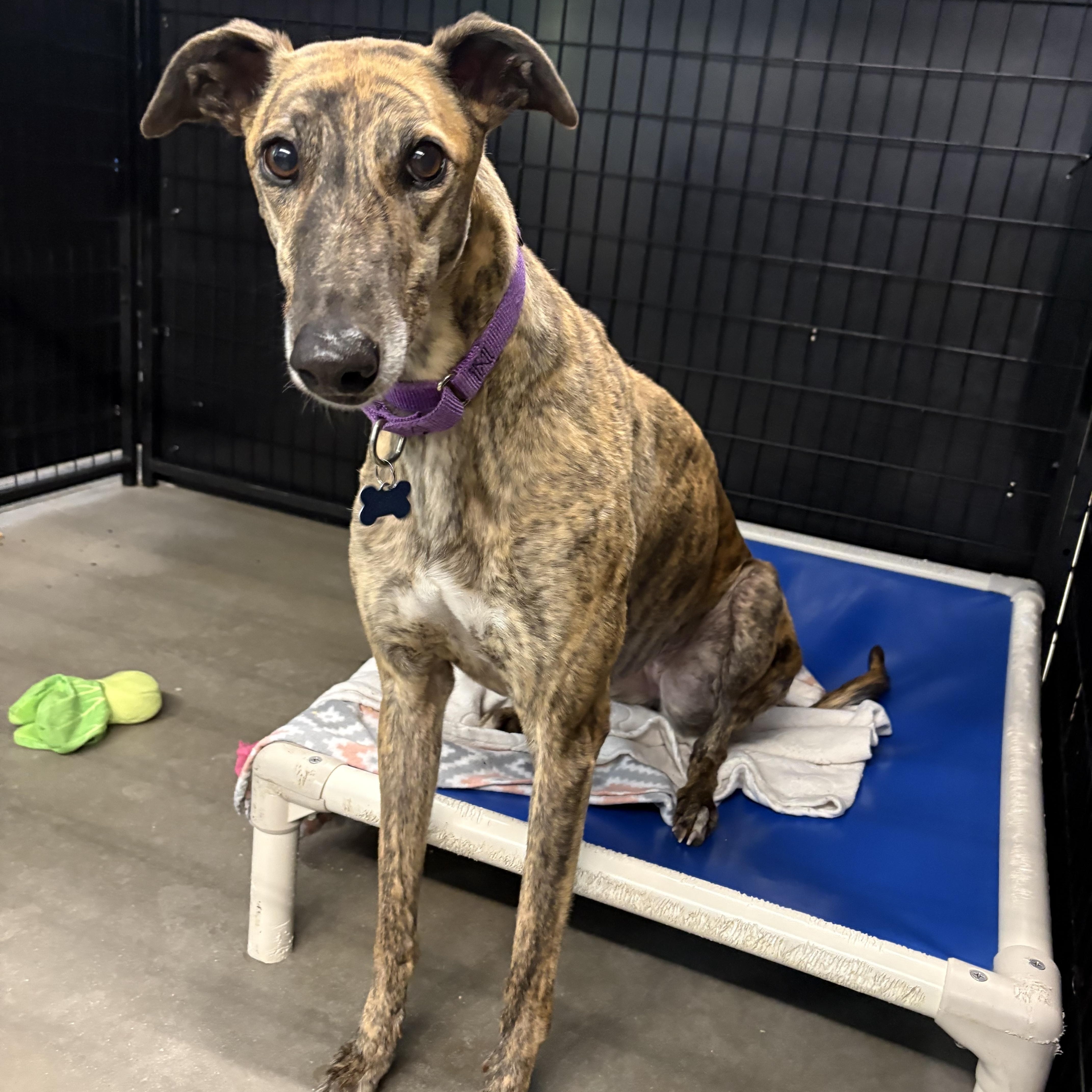 Enlarge Freya, an adopted Greyhound in Swanzey, NH image 2/3