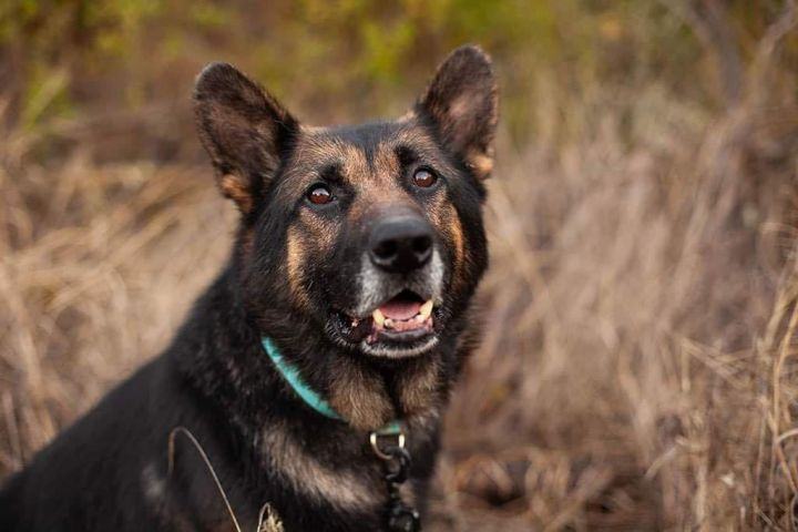 Scout , a Adopted German Shepherd Dog in Concord, CA image 1/6