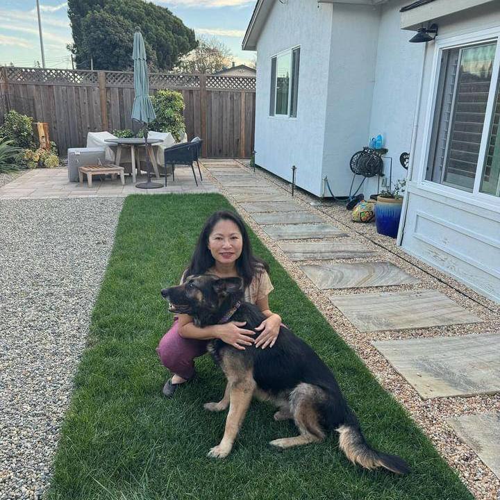 Scout , a Adopted German Shepherd Dog in Concord, CA image 2/6