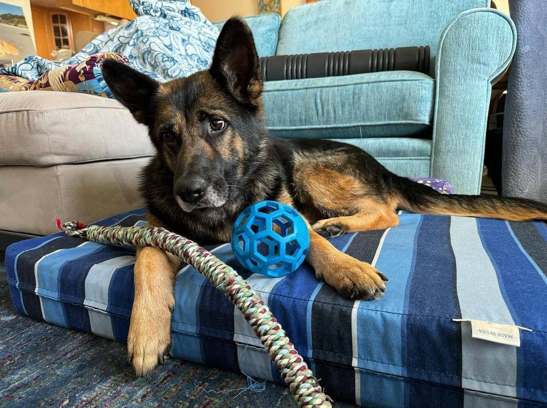 Scout , a Adopted German Shepherd Dog in Concord, CA image 3/6